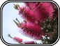 Callistemon