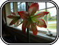 Hippeastrum