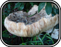 Amanita Silvacola