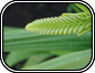 Crocosmia