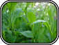 Nicotiana
