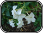 Nicotiana