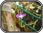 Lobelia