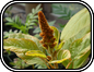 Amaranth