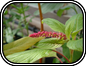 Amaranth