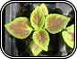 Coleus