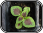 Coleus