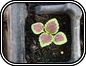 Coleus