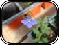 Lobelia