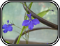Lobelia