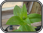 Zinnia
