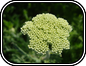 Yarrow