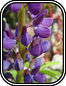 Lupine