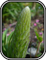Lupine