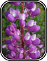 Lupine