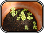 Coleus