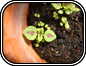 Coleus