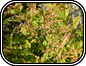 Nandina