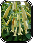Coastal Fushia